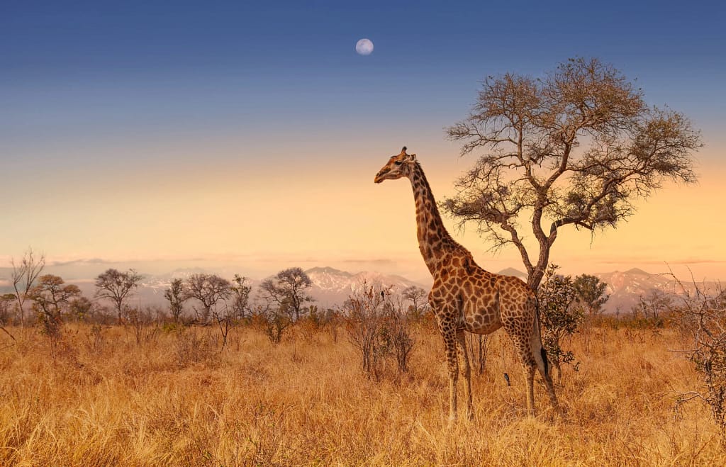 Giraffe in front of South Africa sunset