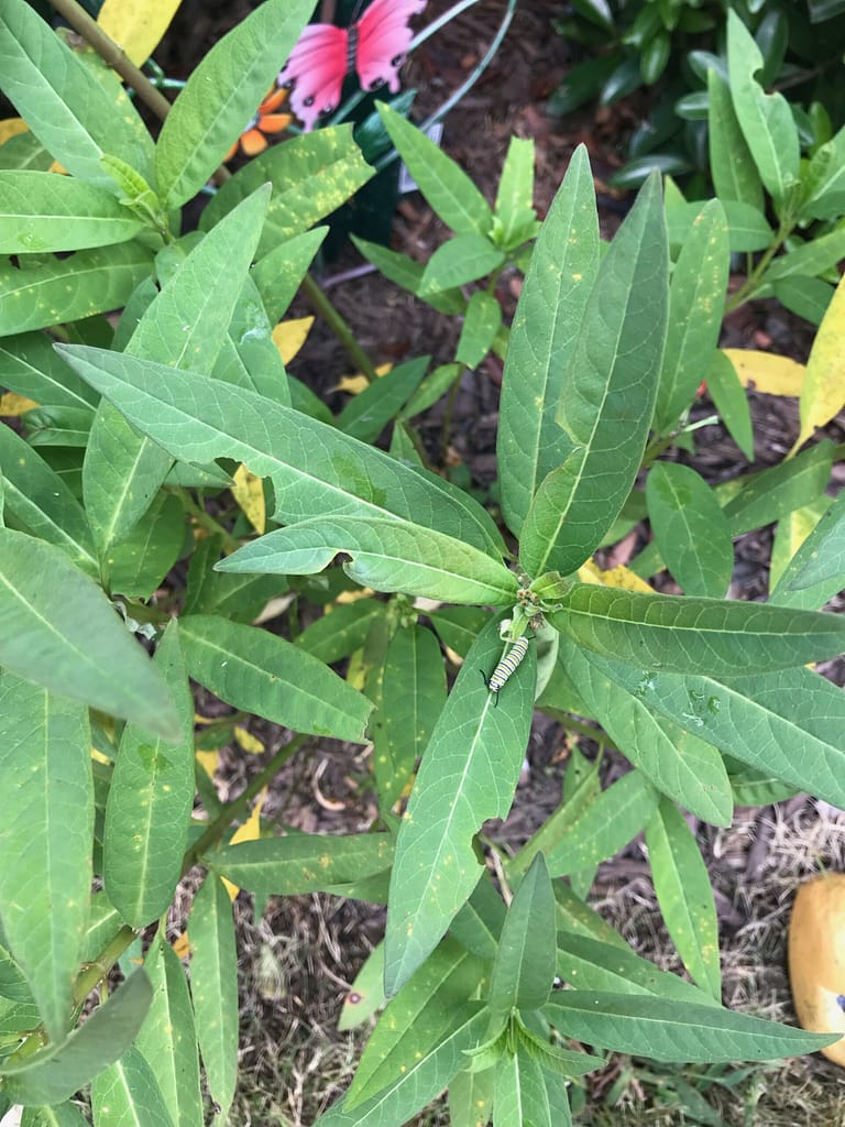 photo of caterpillars on milkweed in the courtyard